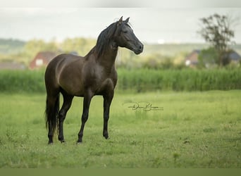 PRE, Stallion, 7 years, 15,1 hh, Black