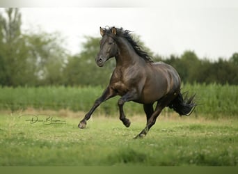 PRE, Stallion, 7 years, 15,1 hh, Black