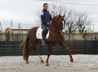 PRE, Stallion, 7 years, 15,2 hh, Chestnut-Red