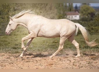 PRE, Stallion, 7 years, 15,2 hh, Cremello