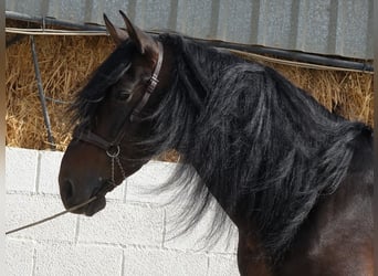 PRE Mix, Hengst, 7 Jahre, 16,1 hh, Dunkelbrauner