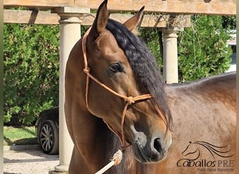 PRE Mix, Stallion, 7 years, 16.1 hh, Brown