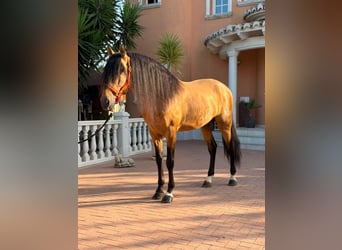 PRE, Stallion, 7 years, 16.1 hh, Dun