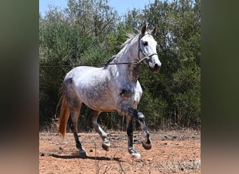 PRE Mix, Stallion, 7 years, 16.1 hh, Grey