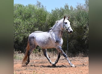 PRE Mix, Stallion, 7 years, 16.1 hh, Grey