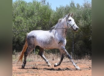 PRE Mix, Stallion, 7 years, 16.1 hh, Grey