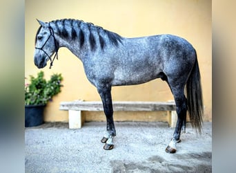 PRE Mix, Stallion, 7 years, 16.1 hh, Grey-Dapple