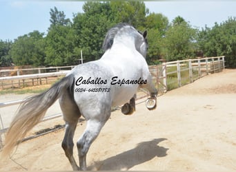 PRE, Stallion, 7 years, 16.1 hh, Grey