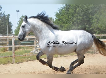 PRE, Stallion, 7 years, 16.1 hh, Grey