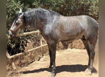 PRE Mix, Stallion, 7 years, 16.1 hh, Grey