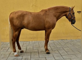 PRE Mix, Stallion, 7 years, 16.1 hh, Palomino