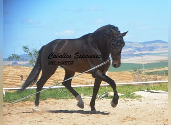 PRE, Stallion, 7 years, 16,1 hh, Smoky-Black