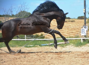 PRE, Stallion, 7 years, 16,1 hh, Smoky-Black