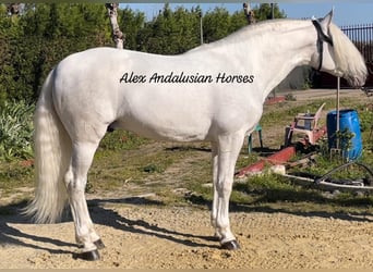 PRE, Stallion, 7 years, 16.1 hh, White