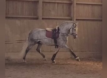 PRE, Stallion, 7 years, 16.2 hh, Gray-Dapple