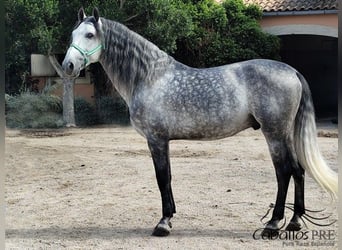 PRE Mix, Stallion, 7 years, 16.2 hh, Grey
