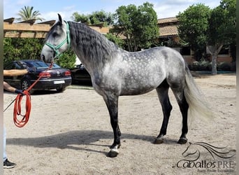 PRE Mix, Stallion, 7 years, 16.2 hh, Grey