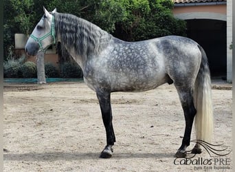 PRE Mix, Stallion, 7 years, 16.2 hh, Grey