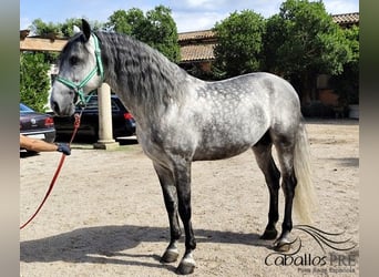 PRE Mix, Stallion, 7 years, 16.2 hh, Grey
