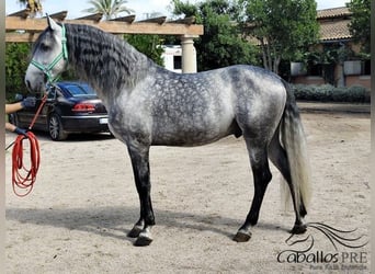 PRE Mix, Stallion, 7 years, 16.2 hh, Grey
