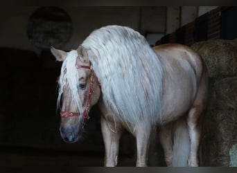 PRE Mix, Stallion, 7 years, 16.2 hh, Palomino