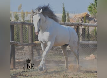 PRE, Stallion, 7 years, 16.3 hh, Gray