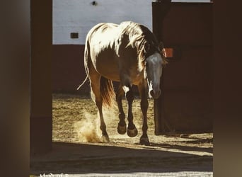 PRE, Stallion, 7 years, 16.3 hh, Perlino