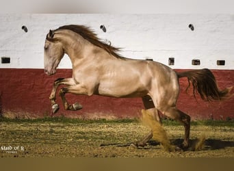 PRE, Stallion, 7 years, 16.3 hh, Perlino