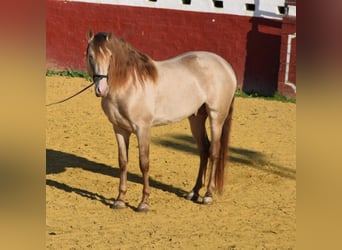 PRE, Stallion, 7 years, 16.3 hh, Perlino