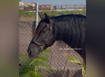 PRE Mix, Stallion, 7 years, 16 hh, Black