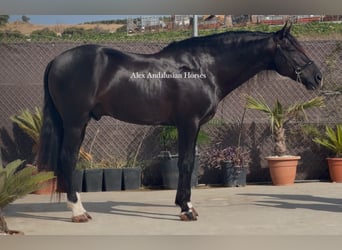 PRE Mix, Stallion, 7 years, 16 hh, Black