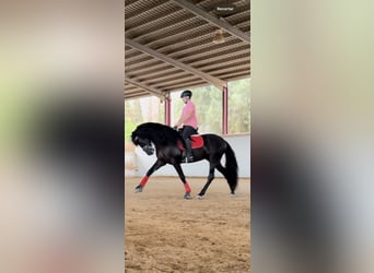 PRE, Stallion, 7 years, 16 hh, Black