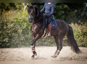 PRE Mix, Stallion, 7 years, 16 hh, Black