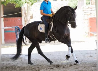 PRE Mix, Stallion, 7 years, 16 hh, Black