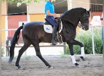 PRE Mix, Stallion, 7 years, 16 hh, Black