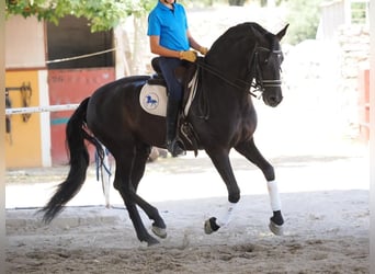 PRE Mix, Stallion, 7 years, 16 hh, Black