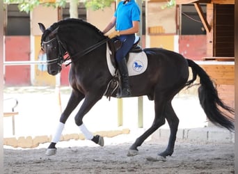 PRE Mix, Stallion, 7 years, 16 hh, Black