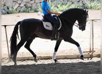 PRE Mix, Stallion, 7 years, 16 hh, Black