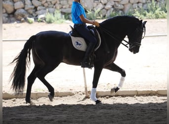 PRE Mix, Stallion, 7 years, 16 hh, Black