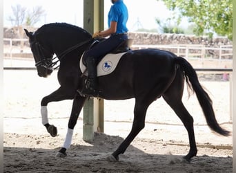 PRE Mix, Stallion, 7 years, 16 hh, Black