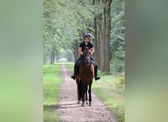 PRE Mix, Stallion, 7 years, 16 hh, Brown