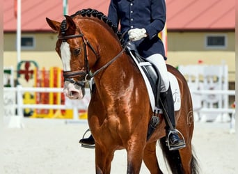 PRE Mix, Stallion, 7 years, 16 hh, Brown