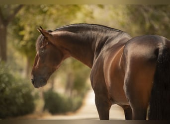 PRE, Stallion, 7 years, 16 hh, Brown