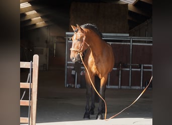 PRE, Stallion, 7 years, 16 hh, Brown-Light