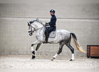 PRE, Stallion, 7 years, 16 hh, Gray-Blue-Tan