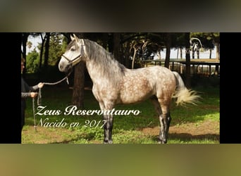 PRE Mix, Stallion, 7 years, 16 hh, Gray-Dapple