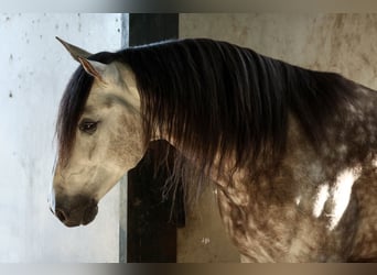 PRE Mix, Stallion, 7 years, 16 hh, Gray-Dapple