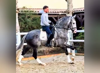 PRE, Stallion, 7 years, 16 hh, Grey-Dapple