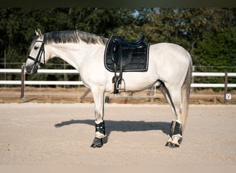 PRE, Stallion, 7 years, 16 hh, Grey