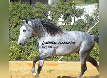 PRE, Stallion, 7 years, 16 hh, Grey
